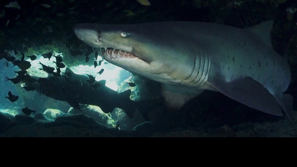 A ragged-tooth shark on Aliwal Shoal