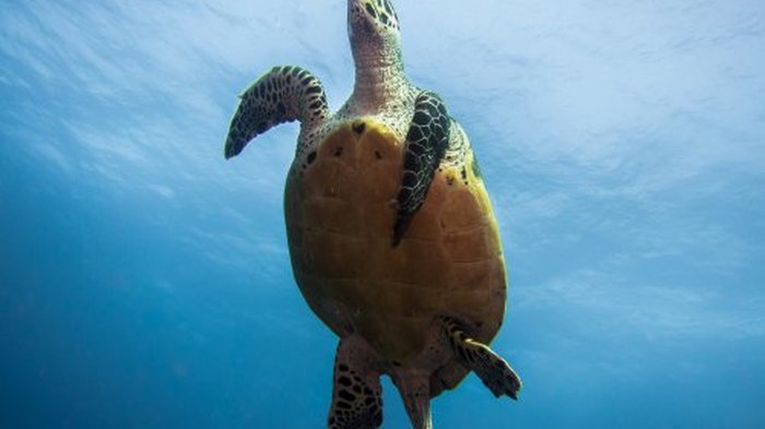 A hawksbill turtle in the blue at Sodwana Bay